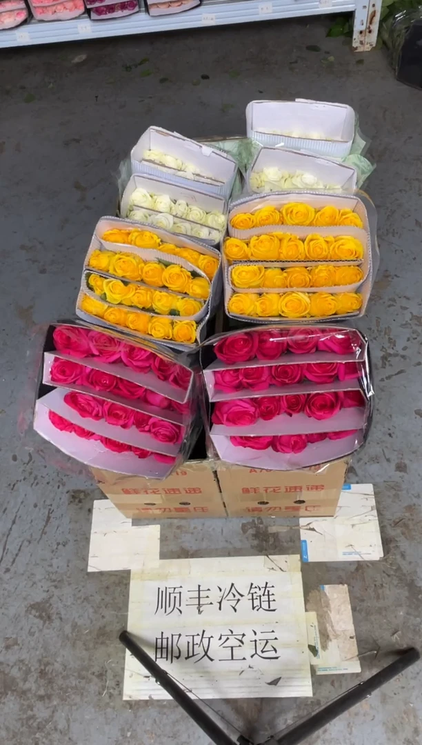 佛洛依德20枝+金枝20枝+骄傲20枝