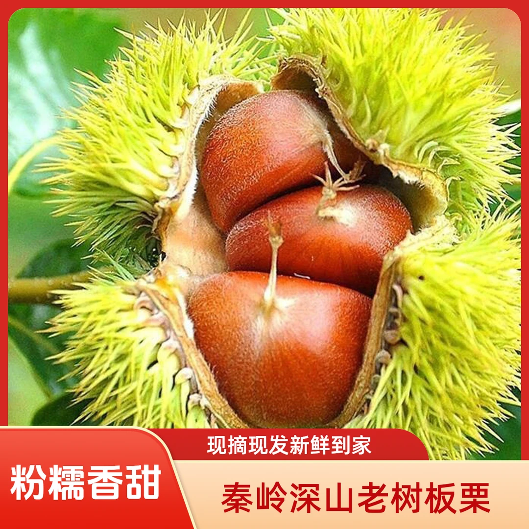 【现摘现发】特价秦岭老树板栗正宗2025当季油板栗新鲜板栗粉糯香甜