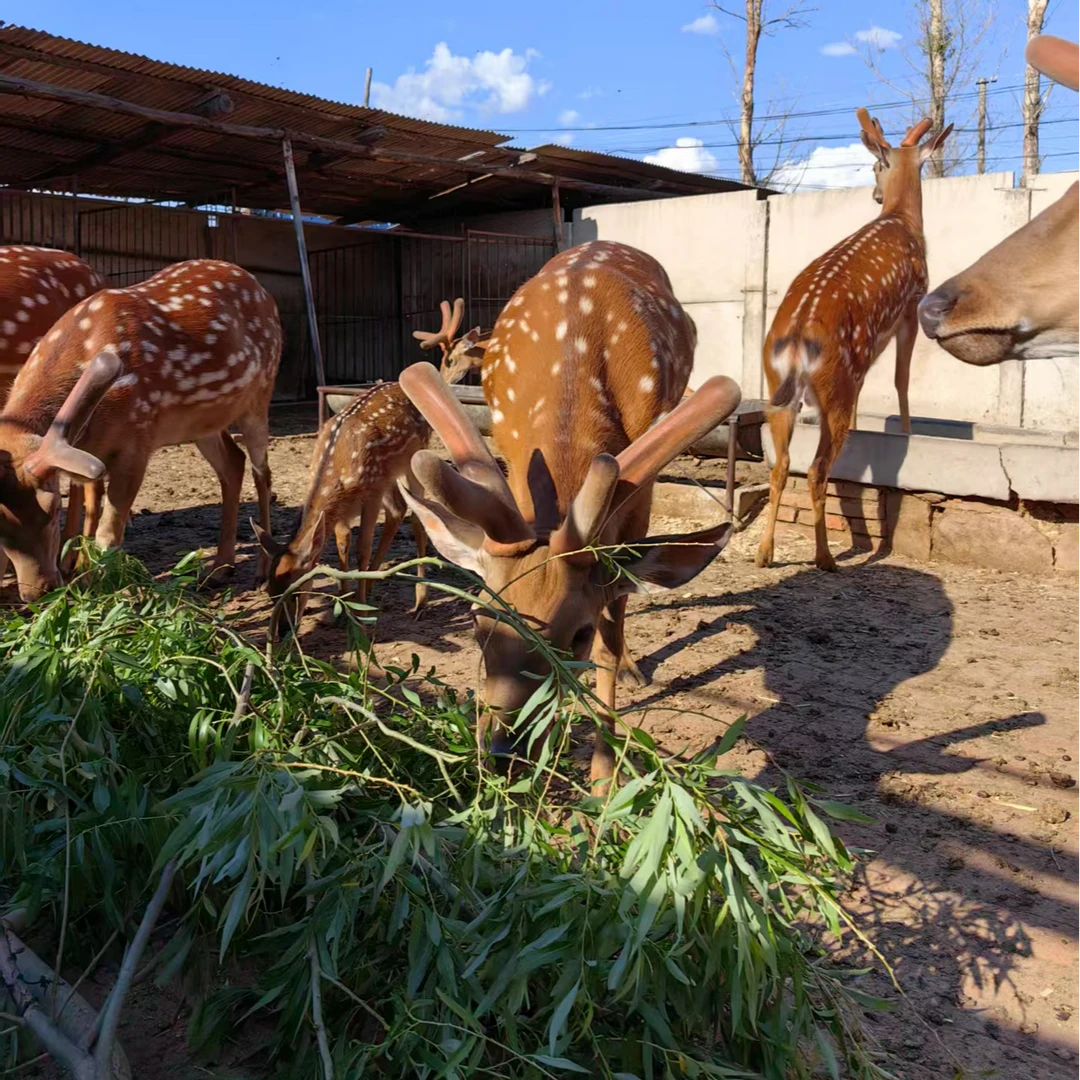 鹿茸小营养 鹿场直销 以直播间实物为准产地直发