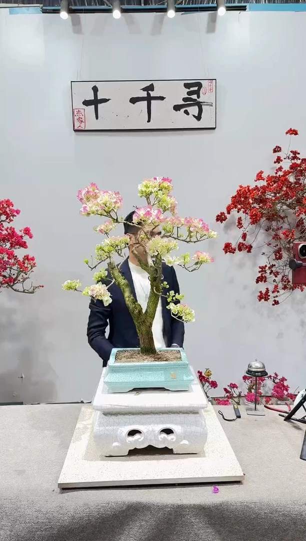 完全开放绿樱三角梅