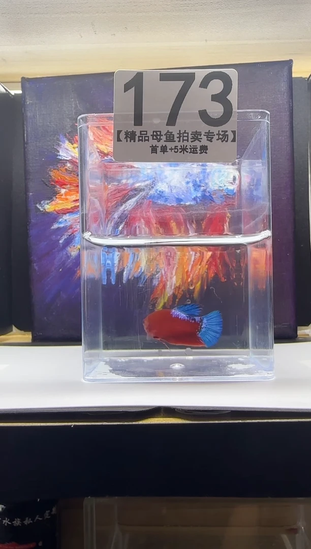斗鱼母鱼编号：173
