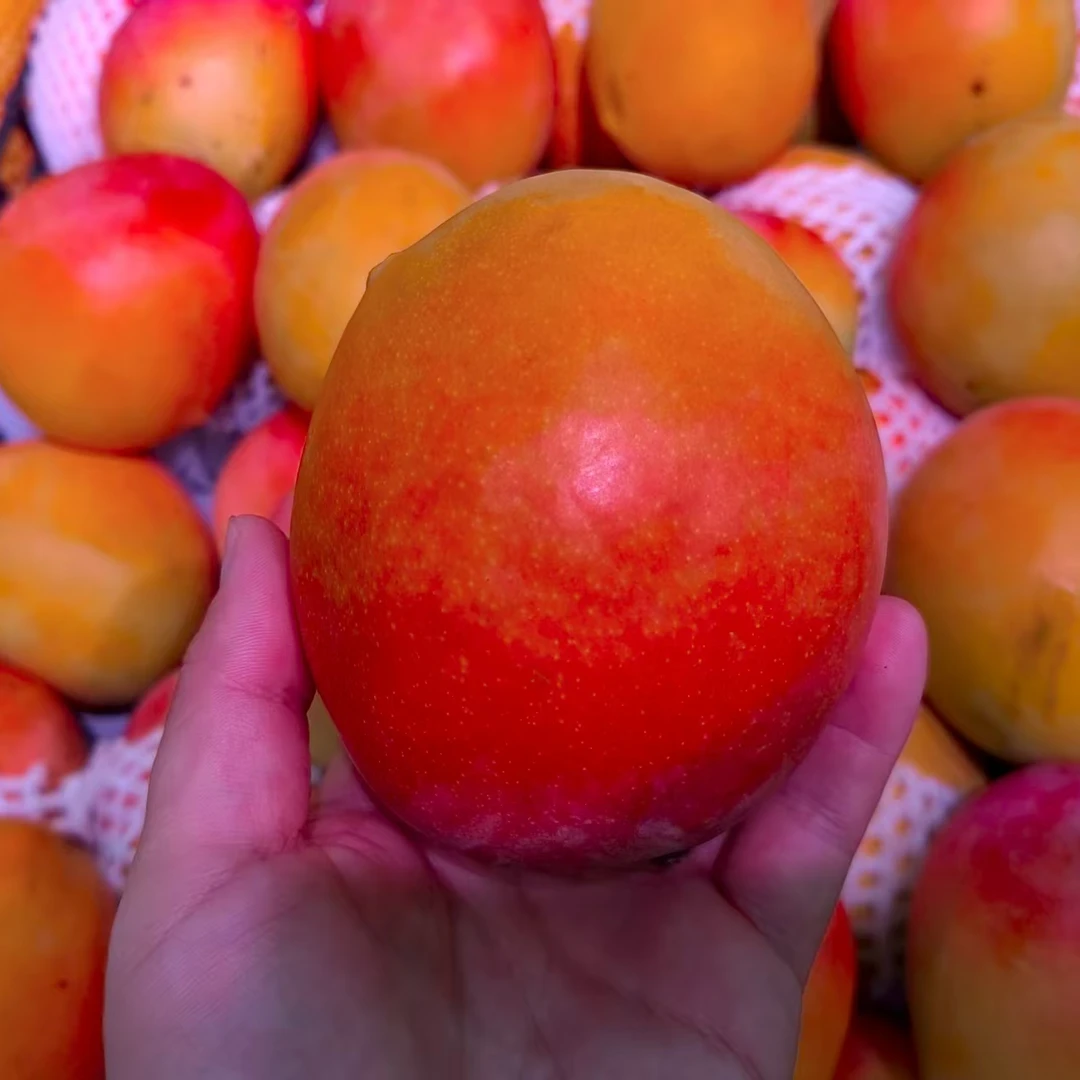 热农芒 2斤左右芒果（水果）