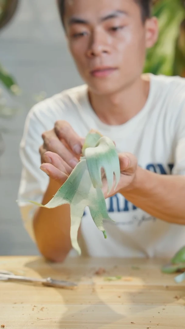 无花朵想****了蓝皇后侧芽300-2