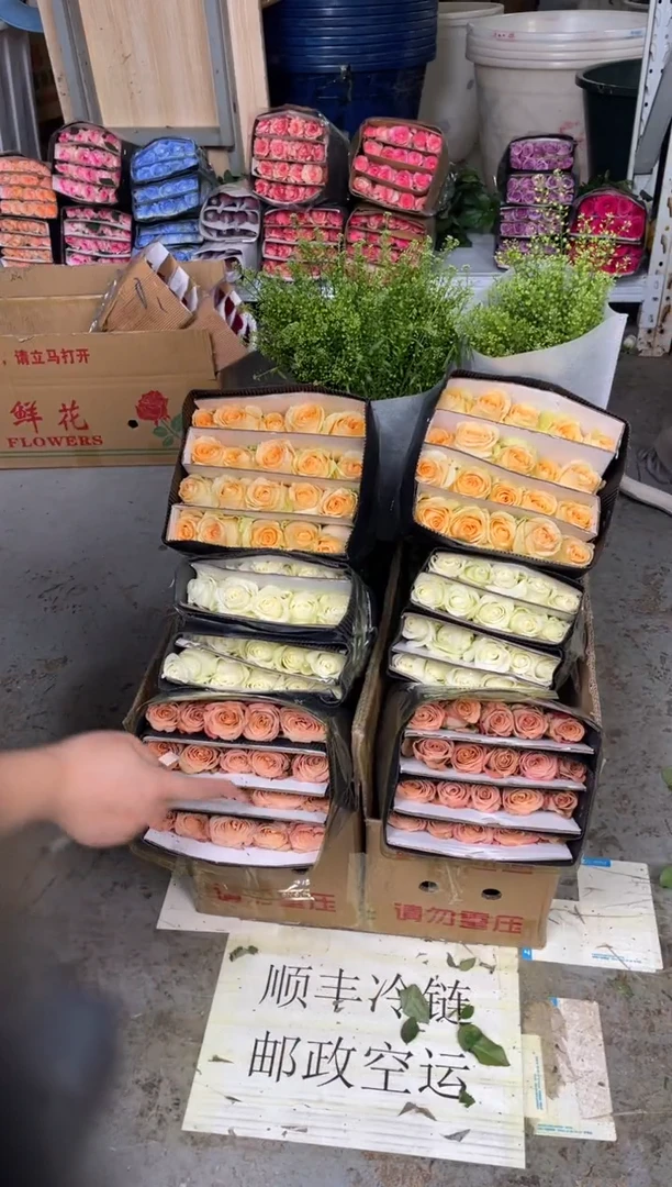卡布20枝+骄傲20枝+香槟20枝+绿林草