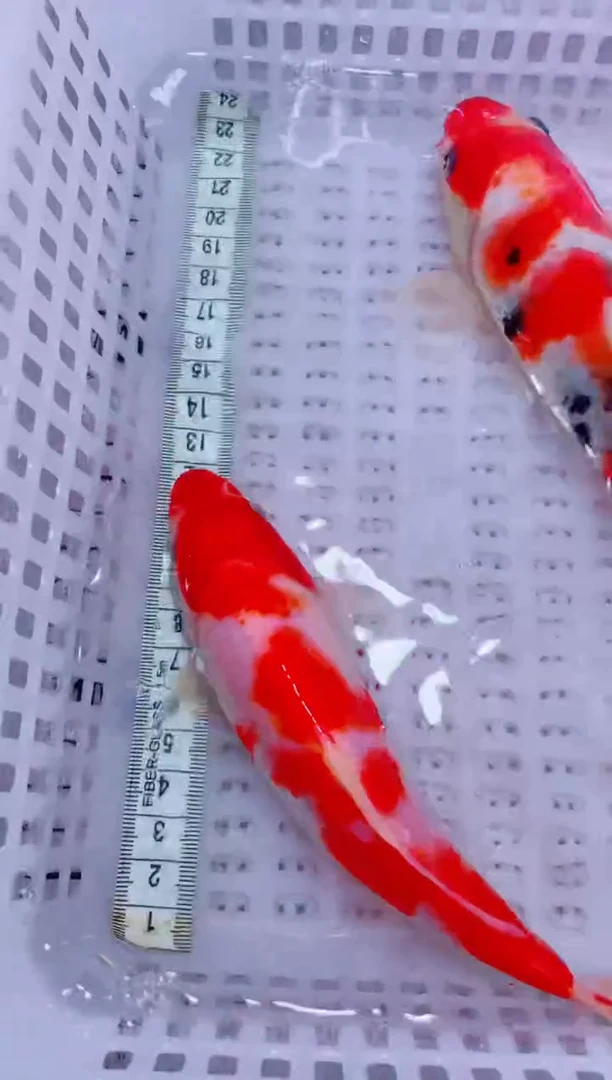 锦鲤血统锦鲤全场包邮66