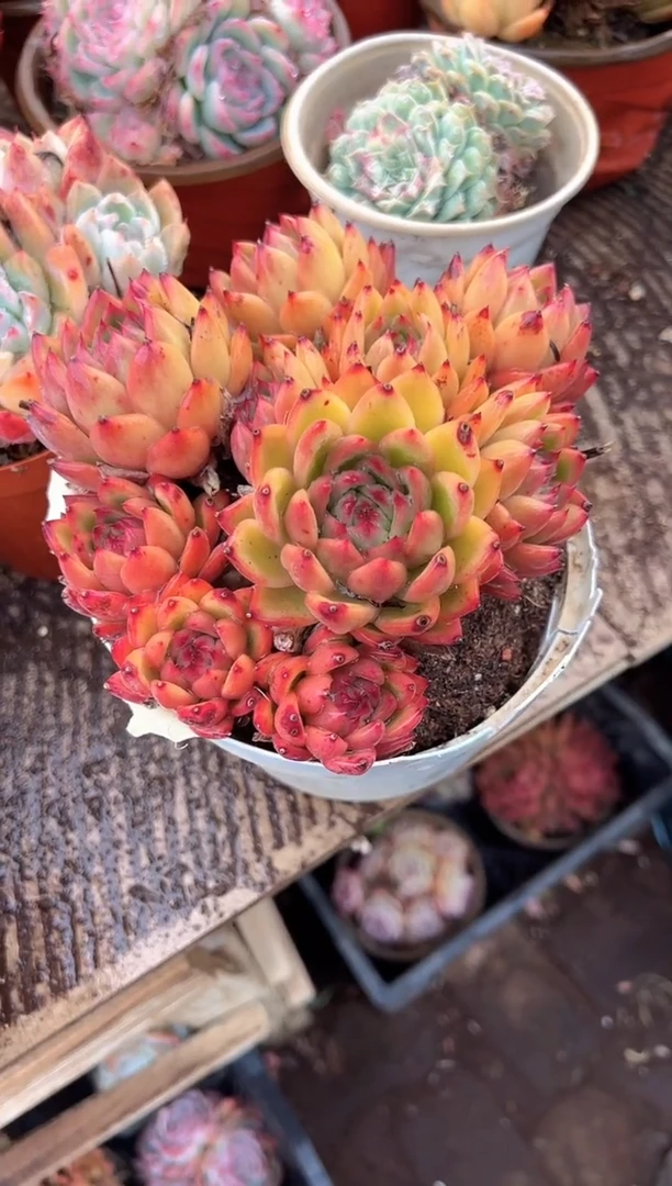 多肉植物一物一拍25392