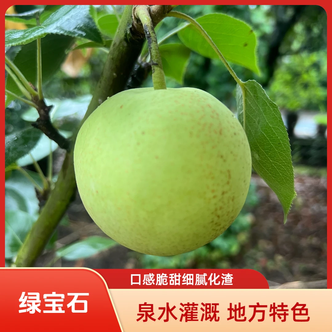 绿宝石泉水梨汁水充盈细腻化渣脆甜细腻
