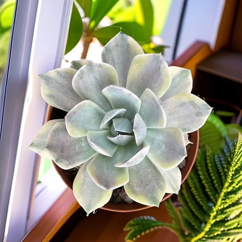 （鲁氏锦) 多肉植物 （满9.9包邮 多肉阳台植物