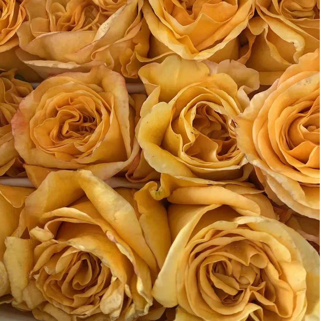 【卓昂玫瑰园】变化莫测超新品月季切花玫瑰直立勤花耐开抗病多季