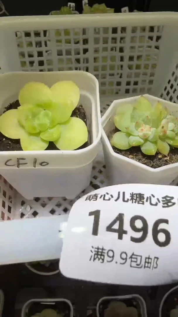 1496 多肉植物多肉植物
