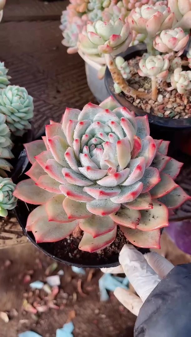 【闪购商品】23271