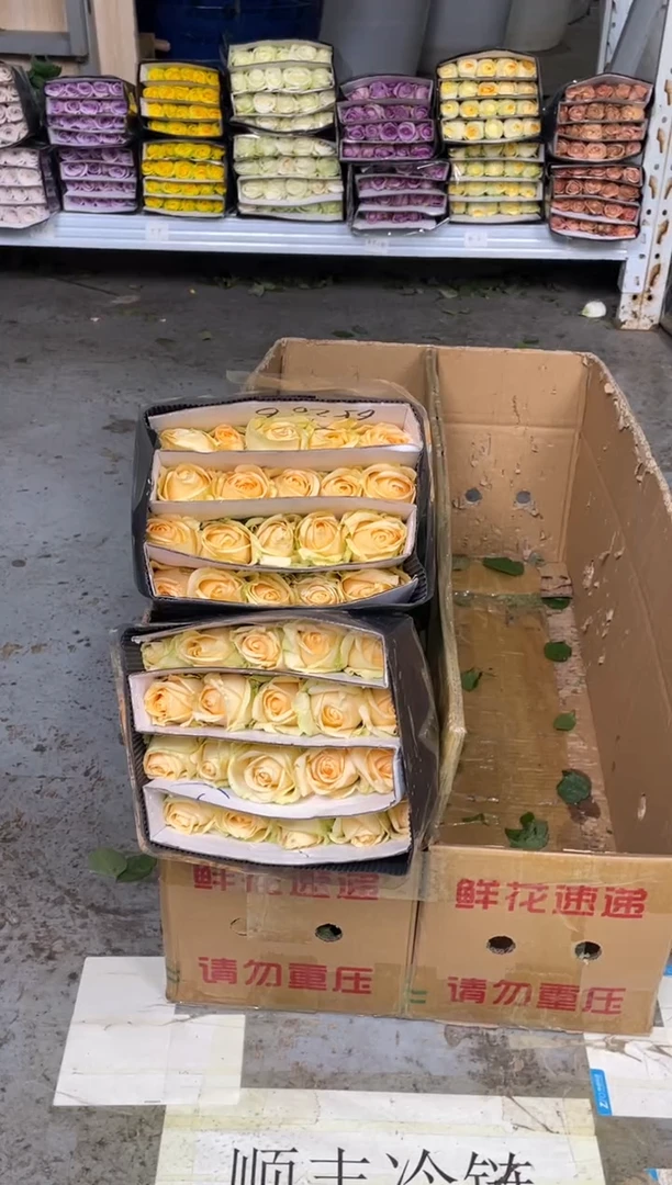 香槟  3扎