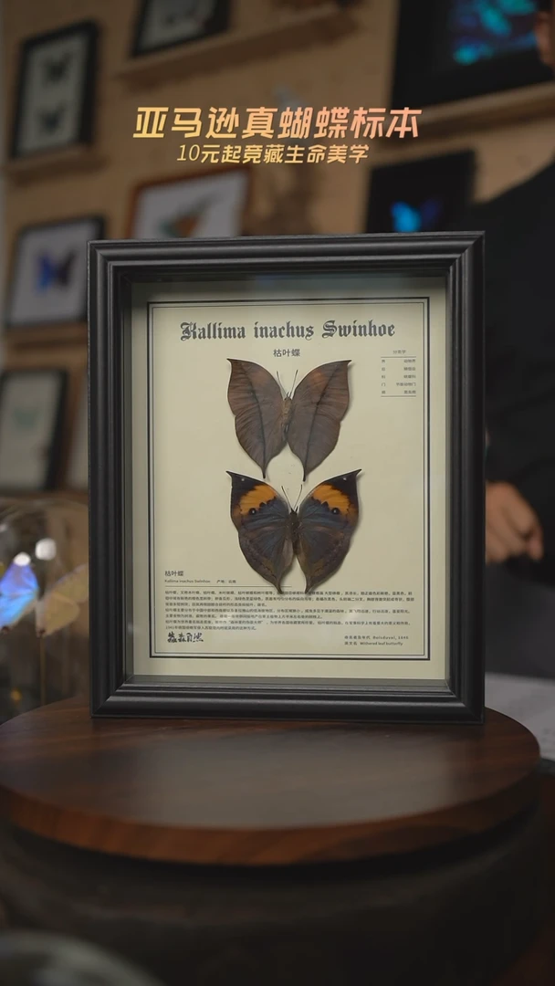 有机玻璃枯叶蝶正反两面