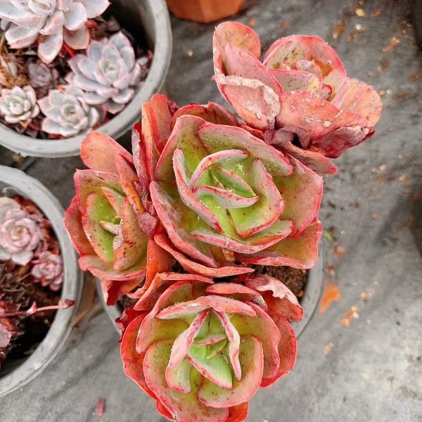 大叶初吻  精品多肉植物 新手好栽 好养 云南发货