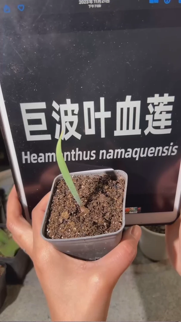 【闪购商品】量拍，巨波叶血莲2.11.