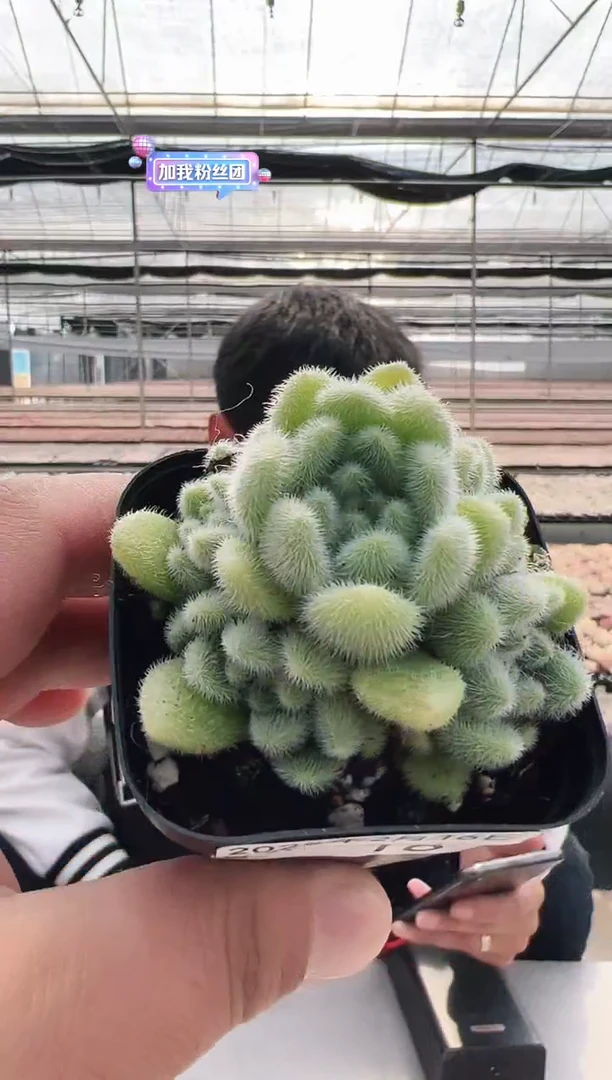 【闪购商品】信东尼多肉-16