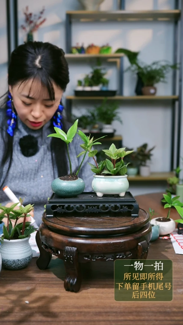 【闪购商品】142--8707轮叶豆瓣绿竹柏