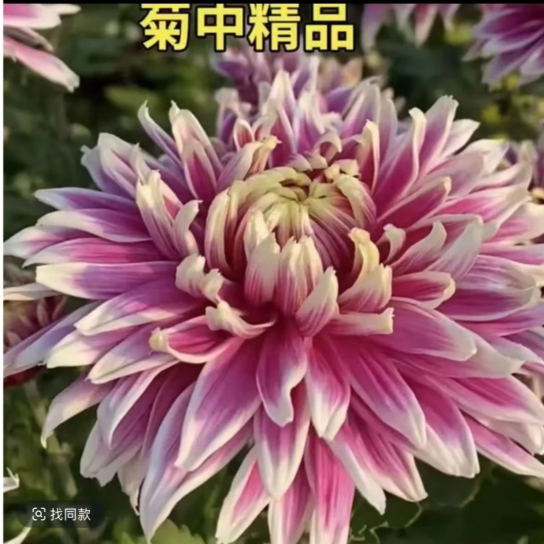 【天门锦莲】菊花盆栽带花苞发货大花特色花卉绿植
