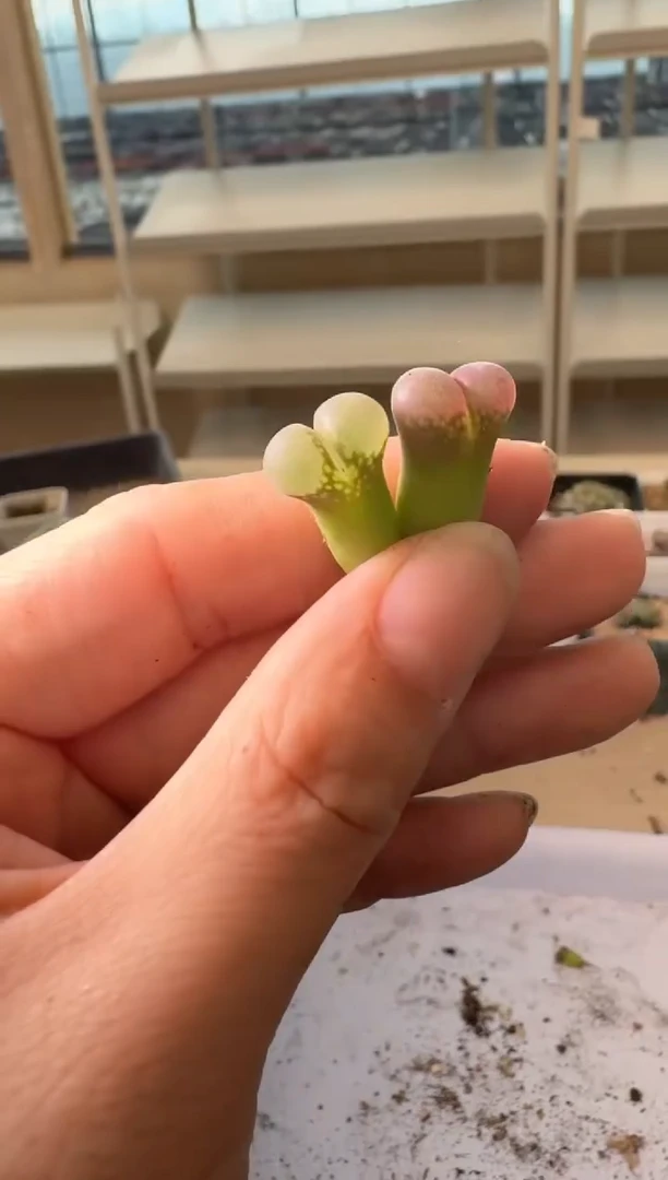 24-210多肉植物肉锥