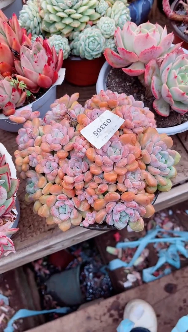 【闪购商品】03305