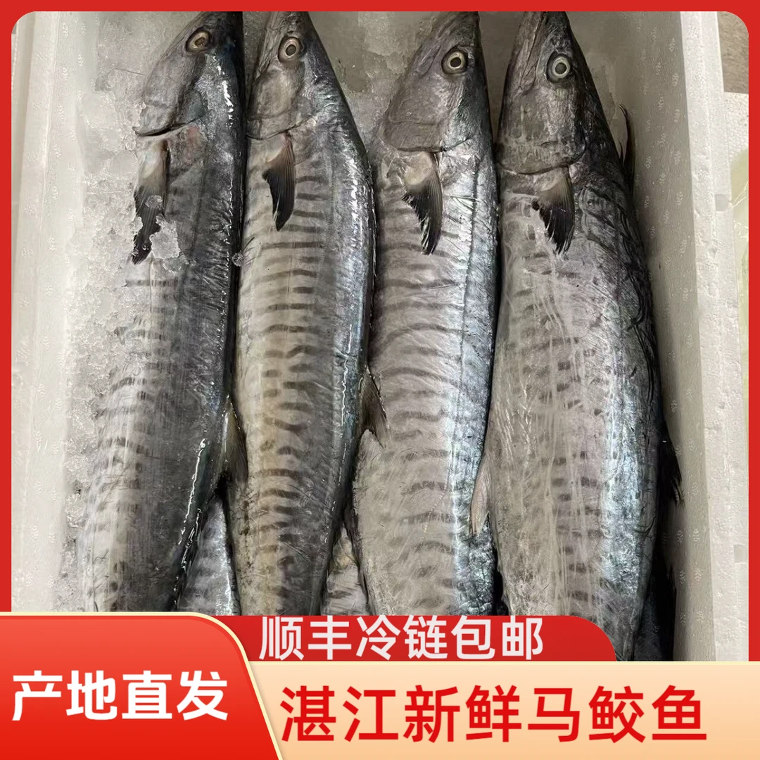 广东湛江新鲜速冻马鲛鱼顺丰冷链包邮