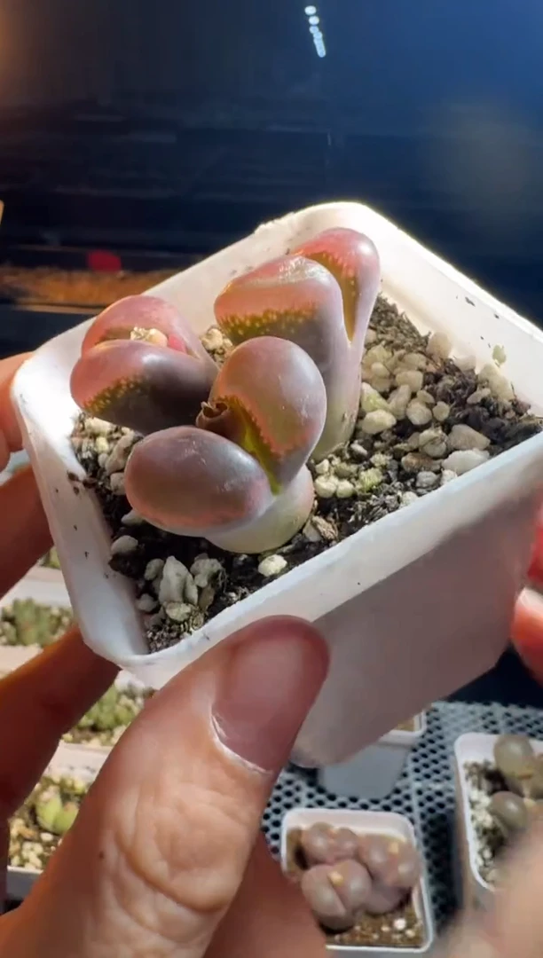 P****0肉锥多肉植物5-128