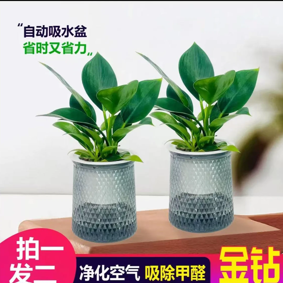 金钻绿公主水培盆栽桌面摆放植物 拍一发二