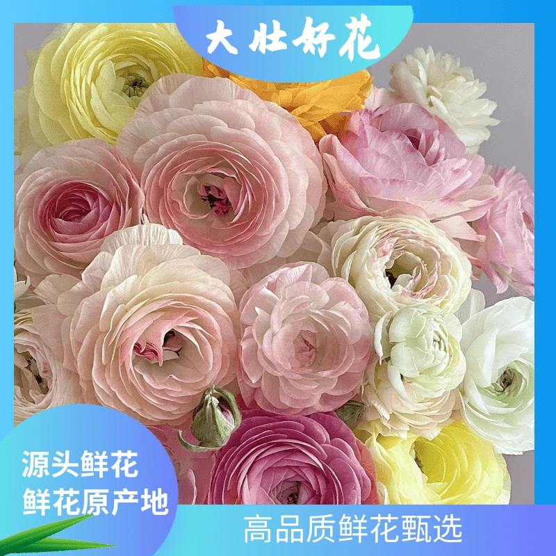 【洋牡丹】大壮好花 云南鲜花基地直发