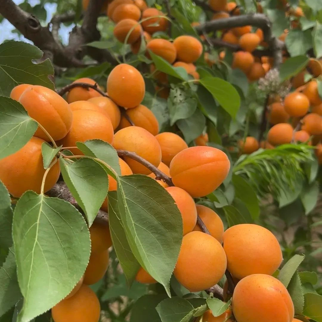 预售苏北自然熟无农药无化肥纯等着征地的天然黄杏4月份上市