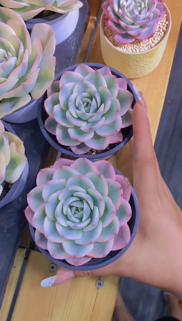 25-奶油黄桃锦2颗（量拍）