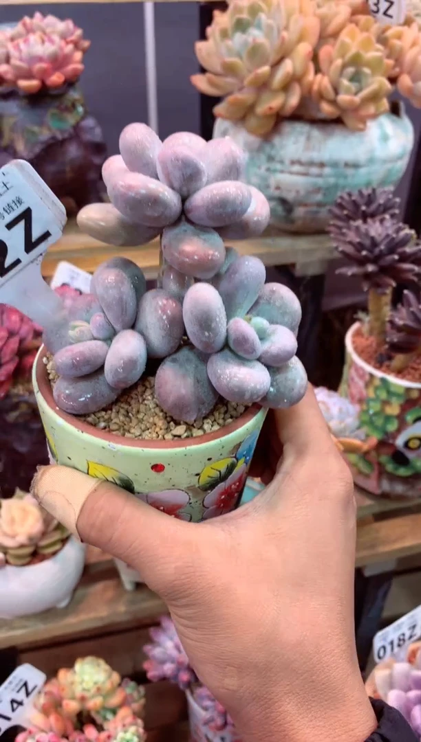 042Z（一物一拍，精品多肉，w所见即所得 ）