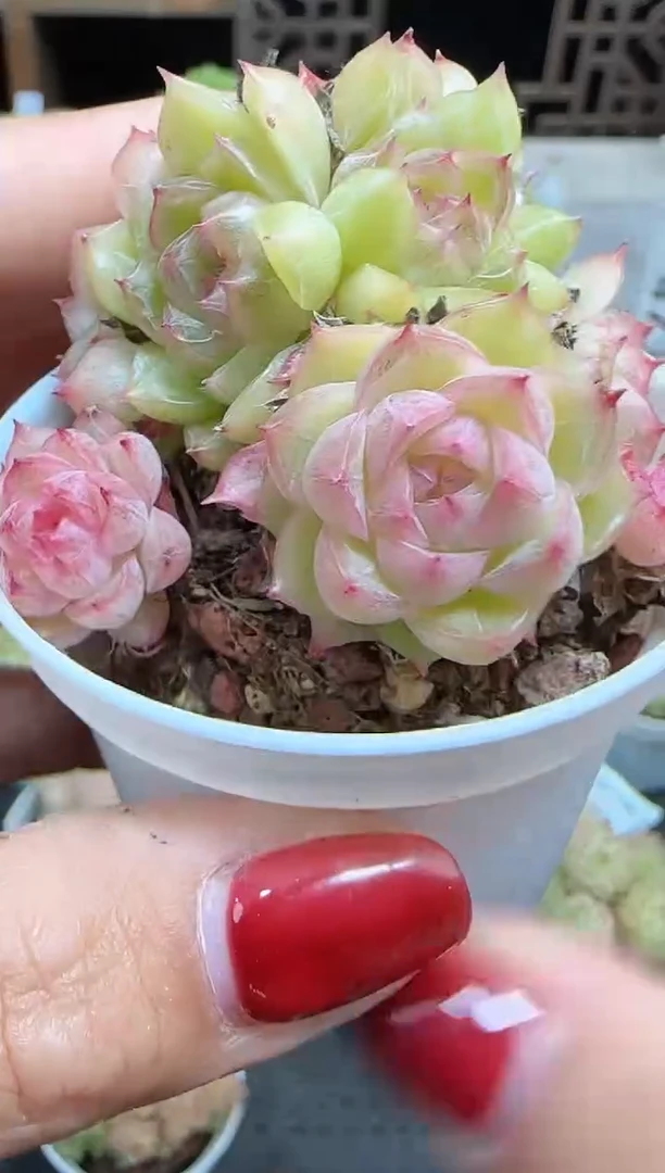 1105-473麦秆群不包整