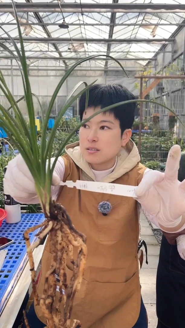 当前无花朵，栽培后可花朵小*荡字，，，，小懒