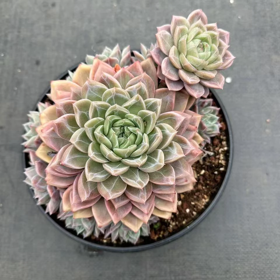 19#青鸾8头起多肉植物   前男友精品多肉 A491