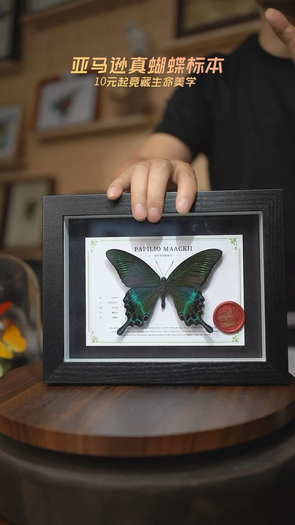 有机玻璃绿带翠凤蝶夏型8寸黑框国风版