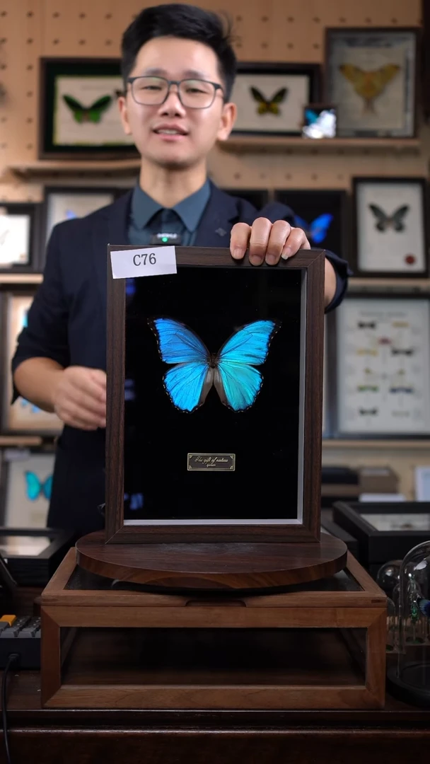 蝴蝶标本摆件竞拍晶闪蝶c76