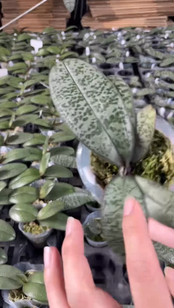 当前无花栽培后可以开花槟榔西施加玫瑰香各一棵