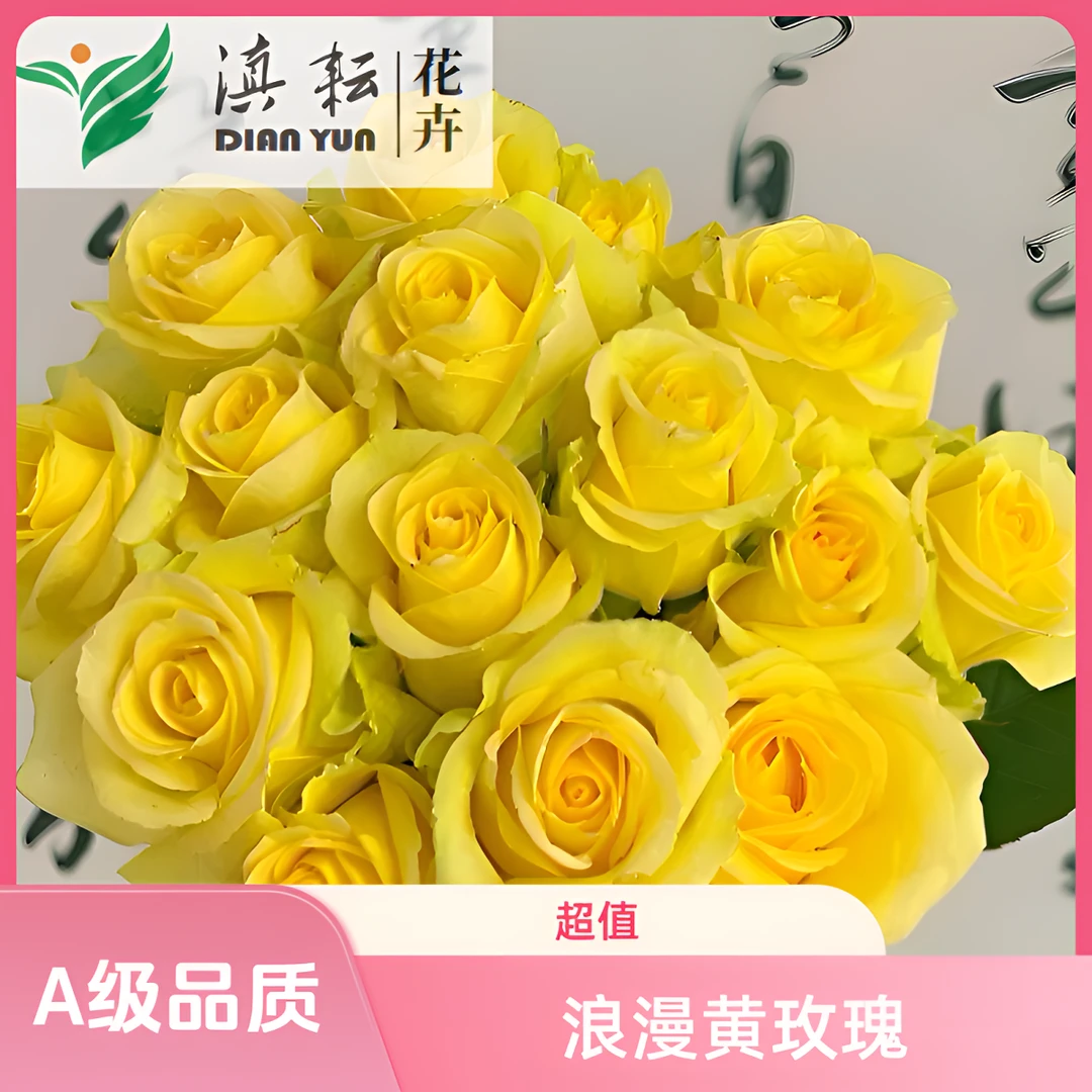 【浪漫沙滩A级】云南A级鲜花玫瑰 基地新鲜采摘发货