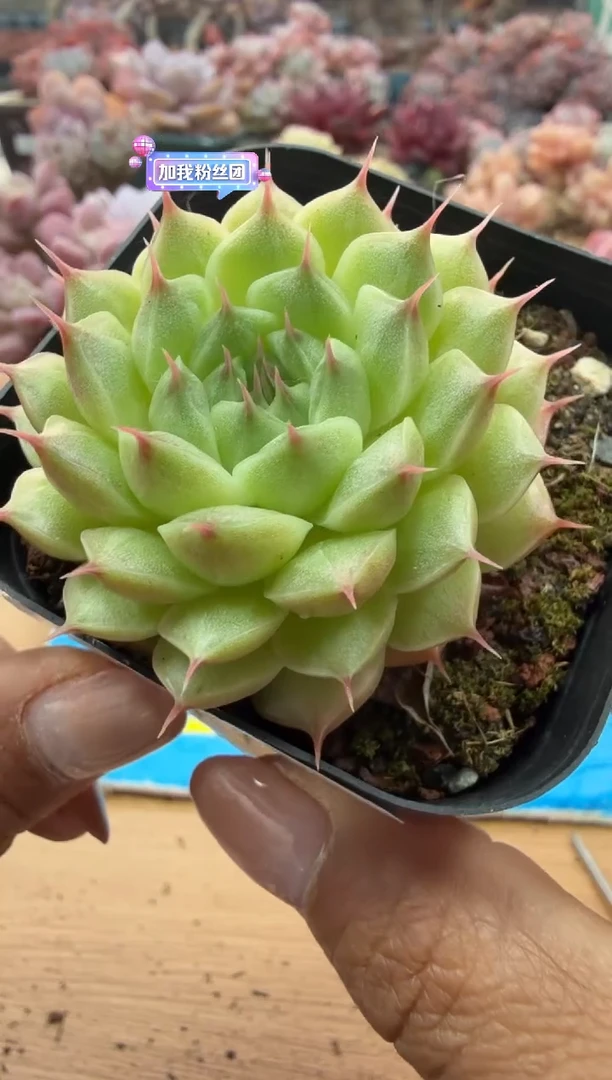 东云多肉园二店-67