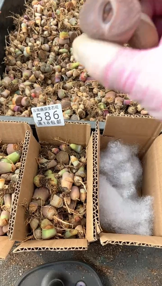 586散装彩混有疤瑕疵长腿发货1箱量拍