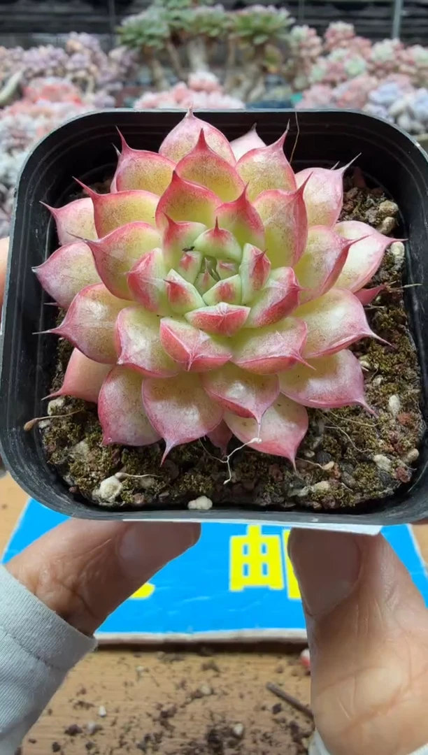 东云多肉园二店-788