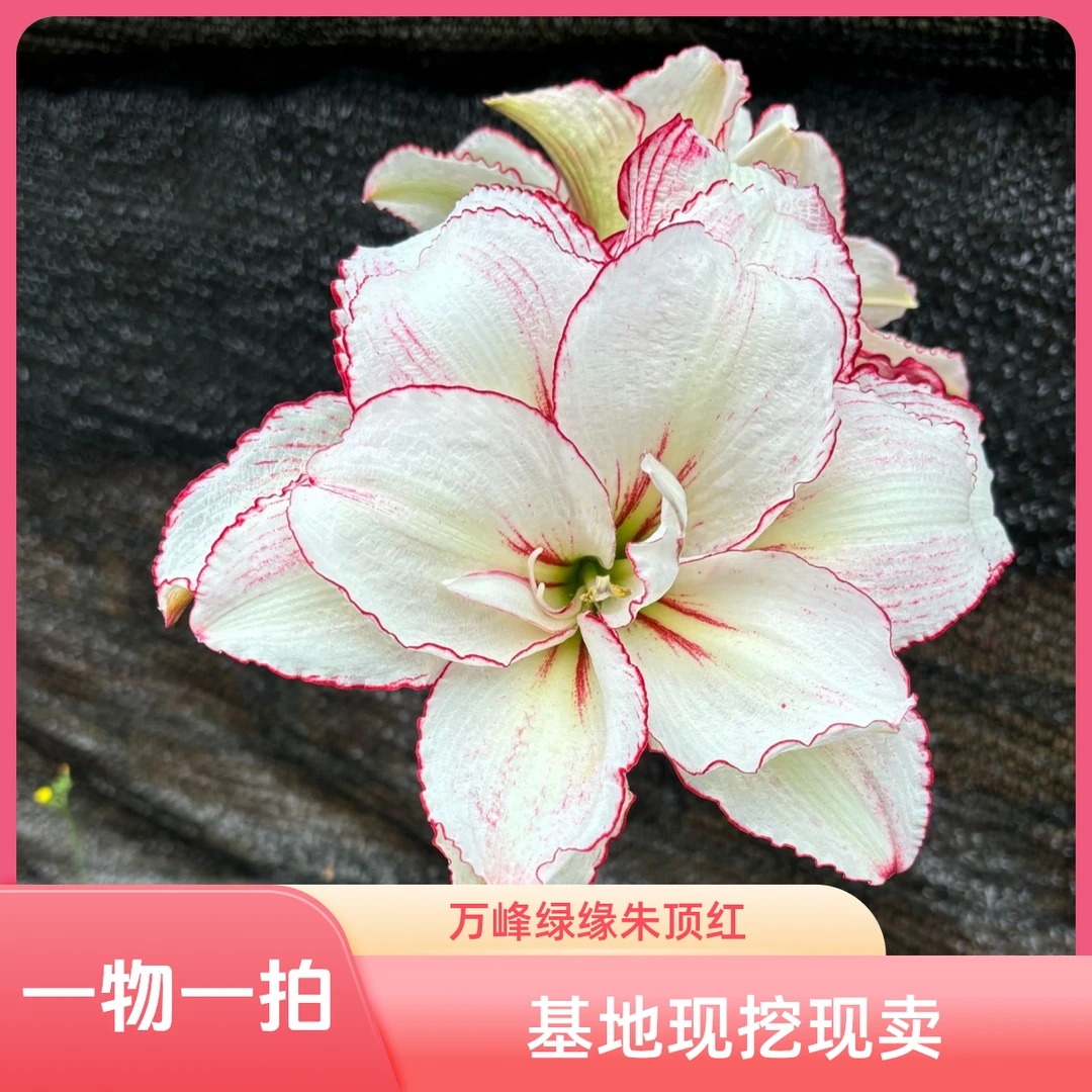 【XG】万峰绿缘朱顶红一物一拍【不包花损】