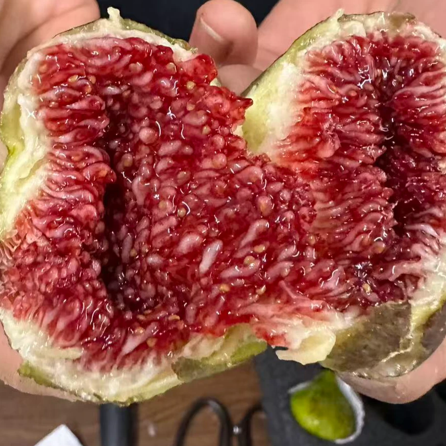 【无花果】精品巴劳奈