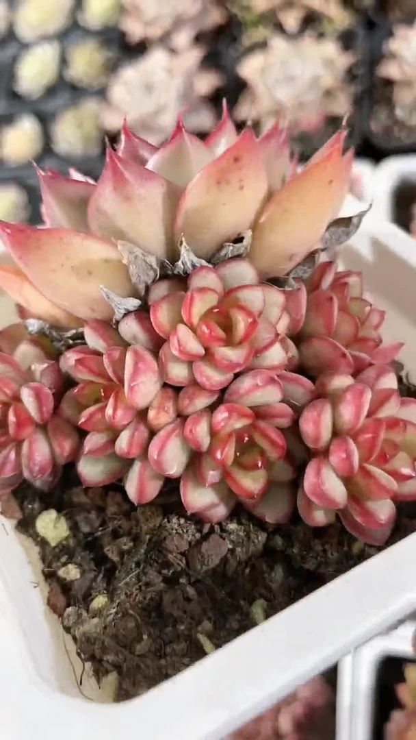 【闪购商品】十方亚当群生多肉