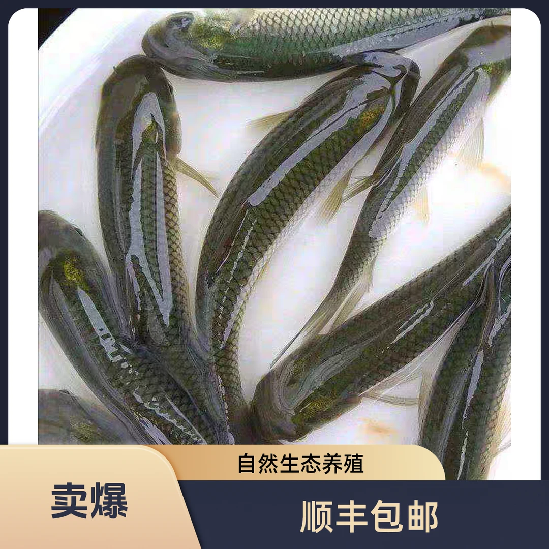 草鱼苗草混子鱼苗皖鱼苗批发四大家鱼苗包质包量顺丰包邮到家