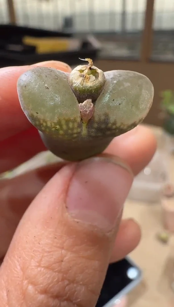 29-238多肉植物肉锥