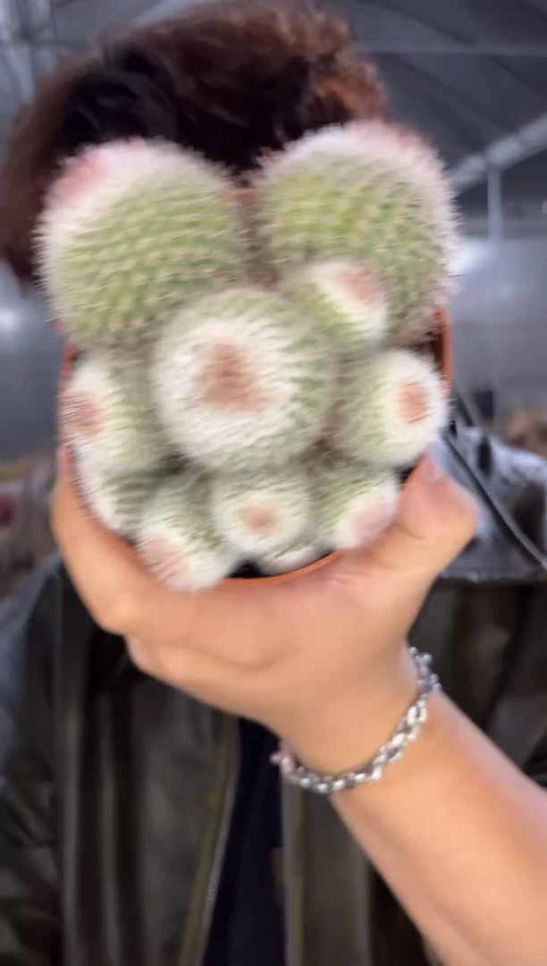 红芙蓉 群生 9-12cm