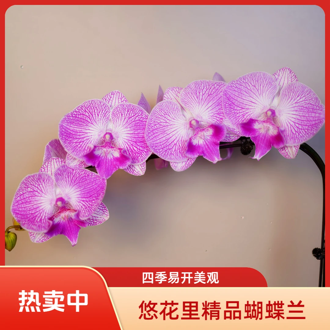 悠花里蝴蝶兰（超群梦露）3.5寸全花发货室内高档花