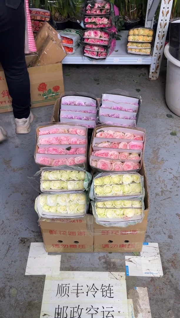 骄傲20枝+粉荔枝20枝+海洋之歌20枝