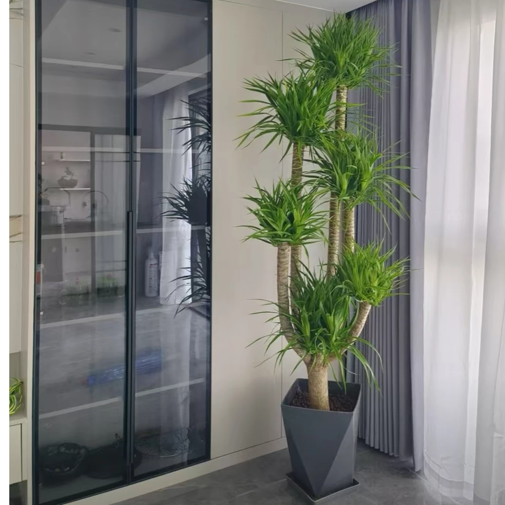 龙血树客厅大型绿植网红绿植好养美观除甲醛龙须树简约欧式